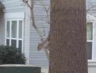 Squirrels scurry